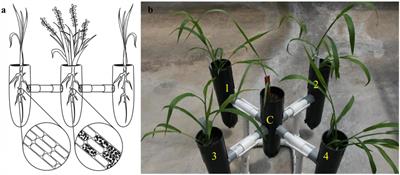 Non-targeted Colonization by the Endomycorrhizal Fungus, Serendipita vermifera, in Three Weeds Typically Co-occurring with Switchgrass